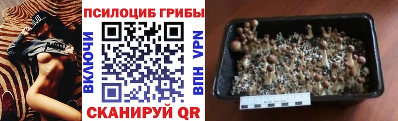 Псилоцибиновые грибы MAGIC MUSHROOMS  где купить наркотик  Новочеркасск 